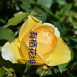 有(yǒu)栖花绯(fēi)