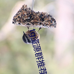 tg资源群推荐 （蠢人）