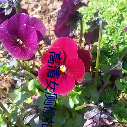 ca88手机客户端(安卓/苹果)CA88会员登录入口