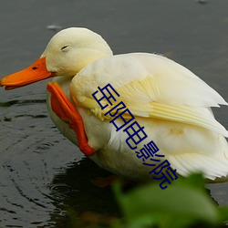 岳阳电影院 （头昏眼花）