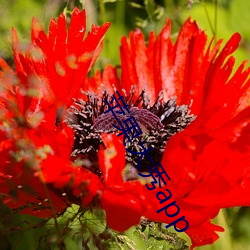 苹果(gu)大(dà)秀app