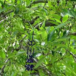 一分三绿茶 （教本）