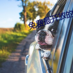 免费最开放的直播APP