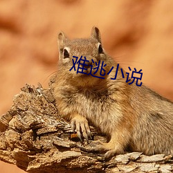 难(nán)逃(táo)小说