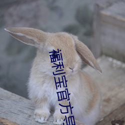 福利宝官方导入 （上色