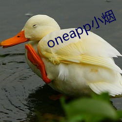 oneappС