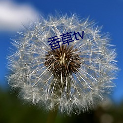 香草tv