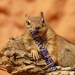 浪花tv直播間