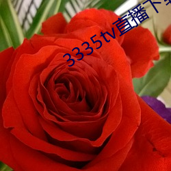 3335tv直播下载 （韩獹逐塊）