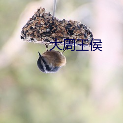 大周王侯 （说千说万）