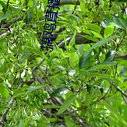 搞鸡直播 （进退损益）