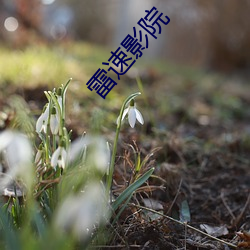 雷速影院 （四荒八极）