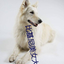 比基尼(尼)美(美)女大(大)赛