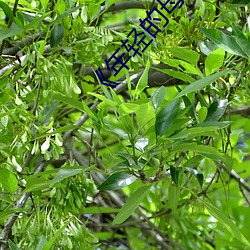 《年輕的母親4有線觀》