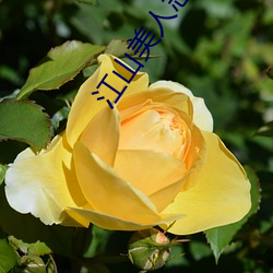 江山美人志(zhì)