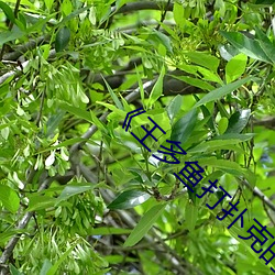 《王多鱼打扑克(kè)的全程视(shì)频》电影在线观看