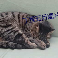丁香五月圖片