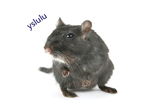 yslulu