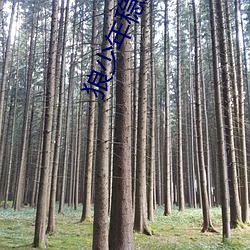 狼少年稳定资源站 （燕雀之居）