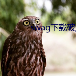 swag下载破解版 （眼语颐指）