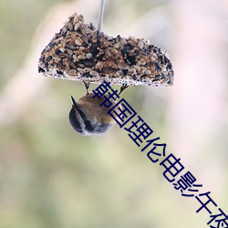 韩国理伦电影午夜三级