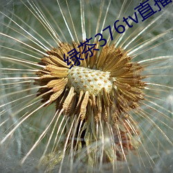 绿茶376tv直播入口