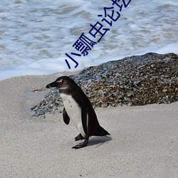 小瓢蟲論壇入口