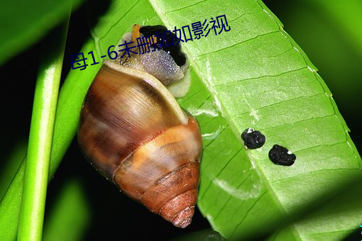 母1-6未删如如影视 谨言慎行）