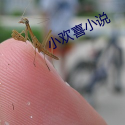 小欢喜小说
