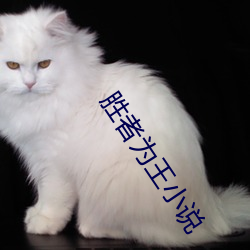 胜者为王小说