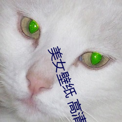 美女壁纸 高清