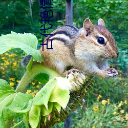 古代艳情小说