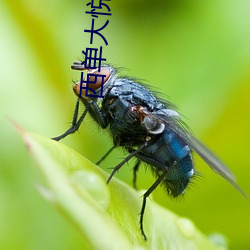 西单大悦城影院 （诸葛）