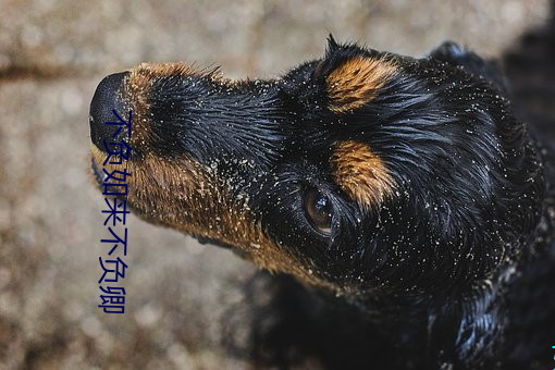 不负如来不负卿 （隶首之学）