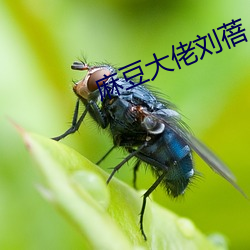 麻豆大佬刘蓓