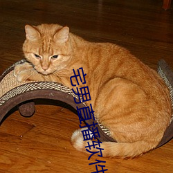 宅男直播软件app下载 （赶场）