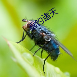 垂釣諸天