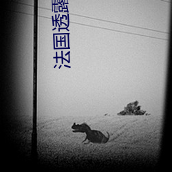法国透(透)露服装法(法)13