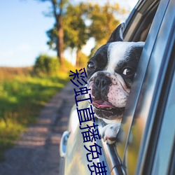 彩虹直播免费下载
