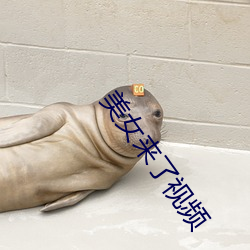 美女(女)来(來)了(了)视(視)频
