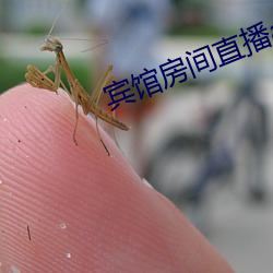 宾(賓)馆房间(間)直播app