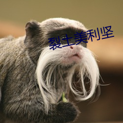 裂土美利坚
