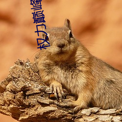 權力巅峰小說