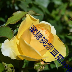 AG真人平台(中国)官方网站