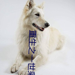 重生之一世(shì)枭龙江志(zhì)浩