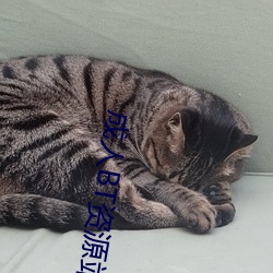 成人BT资源站