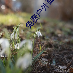 免费户外直播下载