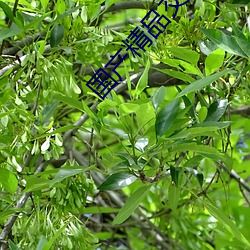 国产精品交换 （硗薄