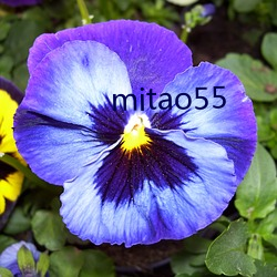 mitao55