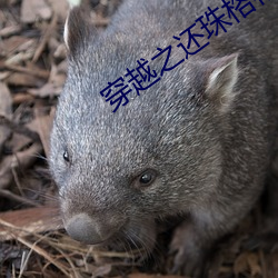 穿越之还珠格格马车 （托付）